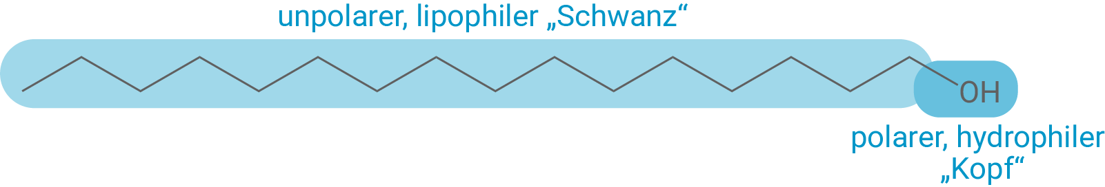 Diagramm mit chemischen Strukturmerkmalen, unpolarem Schwanz und polarer Kopfgruppe.